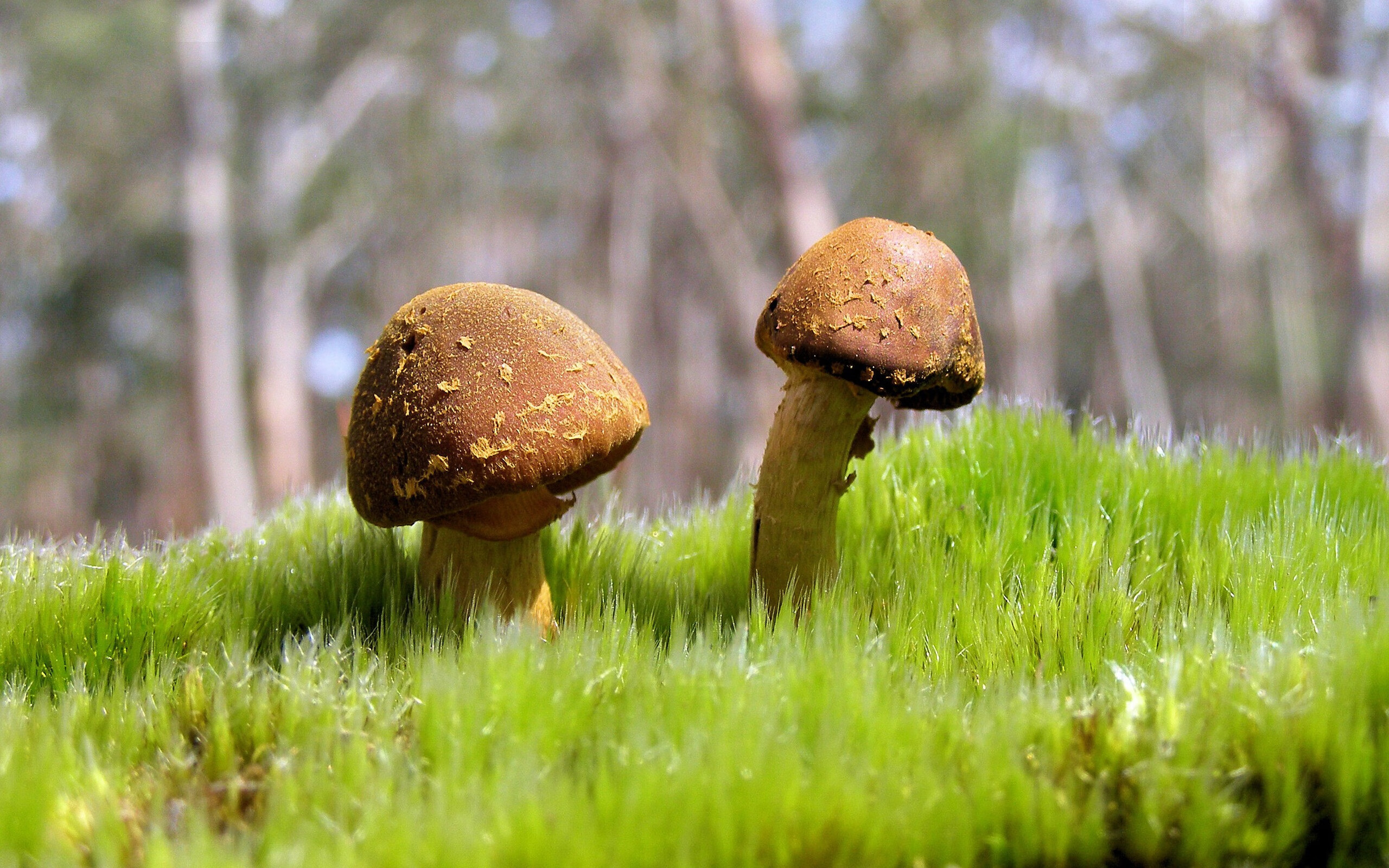 开云在线直播-“青少年足球锦标赛点燃青涩梦想，未来之星崭露头角”，2020青少年足球邀请赛