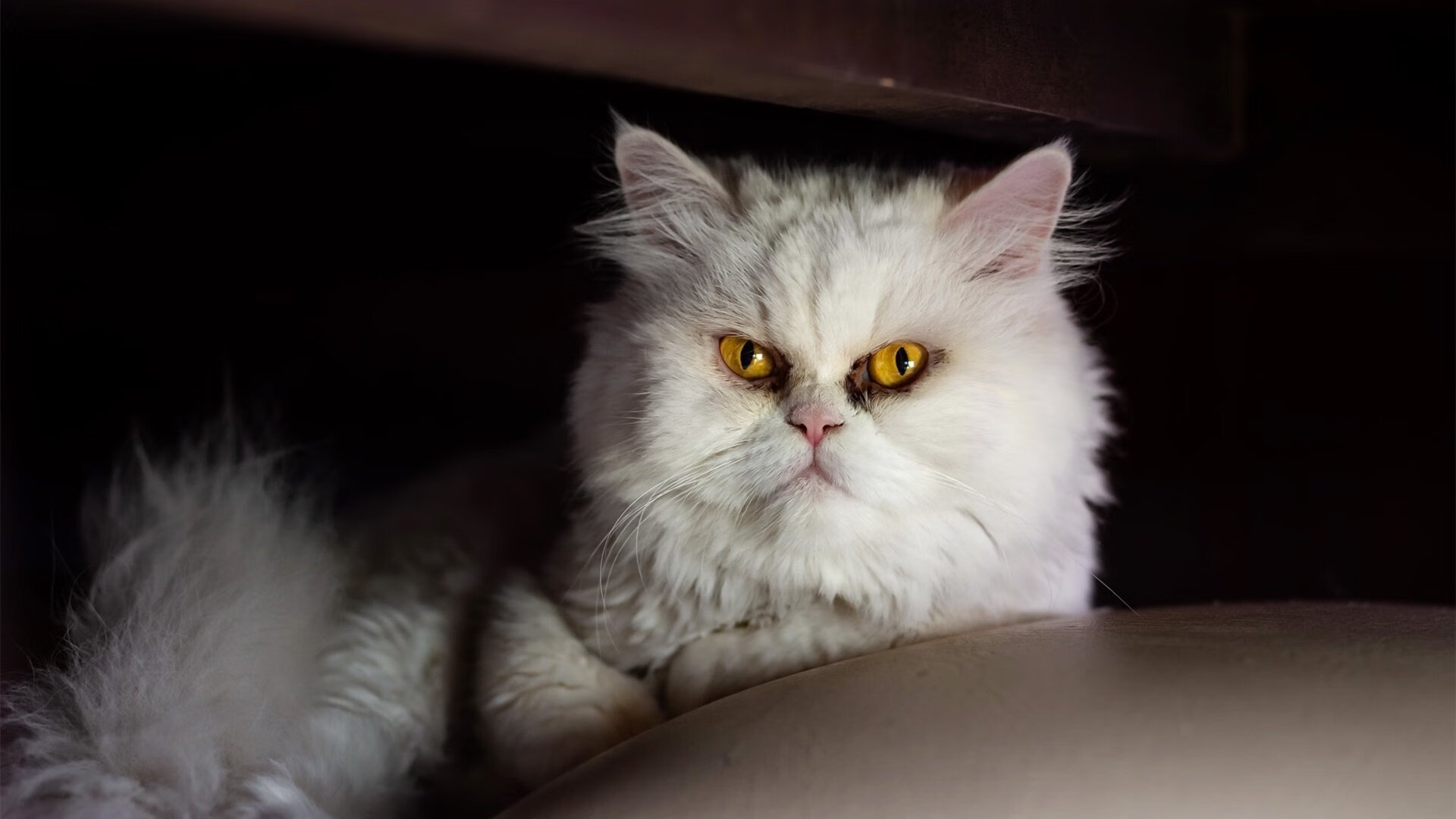 开云体育中国官网-史上最不可思议的“黑马团队”逆袭记，黑马诞生 完美逆袭