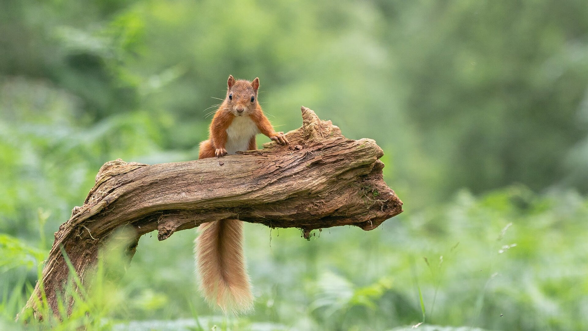开云·体育官网-史上最精彩的“团队合作”集锦：配合到极致的战术奇迹，团队合作下一句是什么